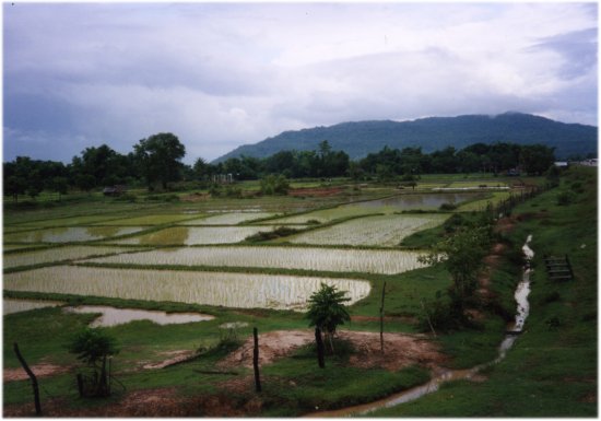 Wet Rice Farming