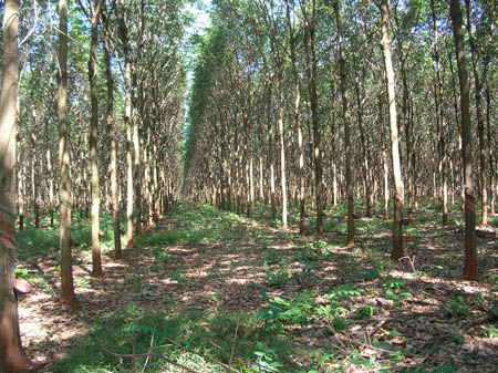 Lao_Rubber_Trees_2.jpg